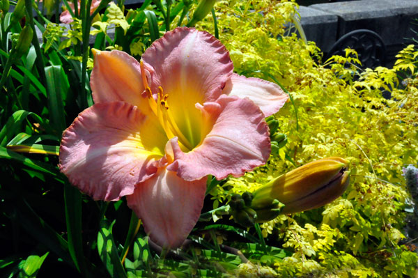 flower at Lake Lure Flowering Bridge